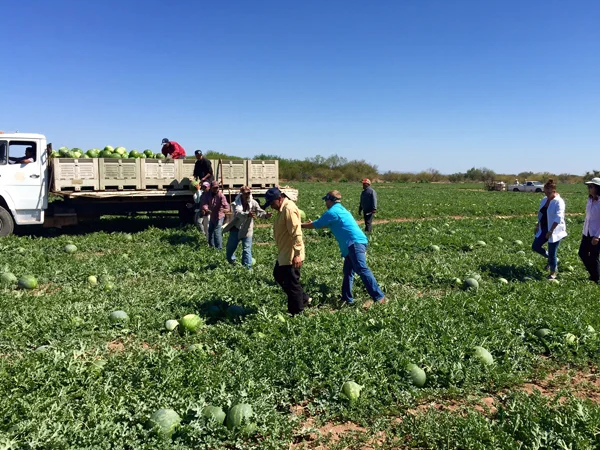 The Videxport watermelon operation in Hermosillo, Sonora, Mexico. Click to download high resolution image.