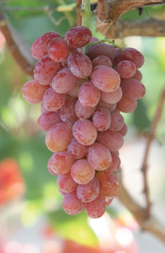 Pictured are Giumarra's Nature's Partner Mystic Treat™ grapes from Chile. Click to download high resolution image.