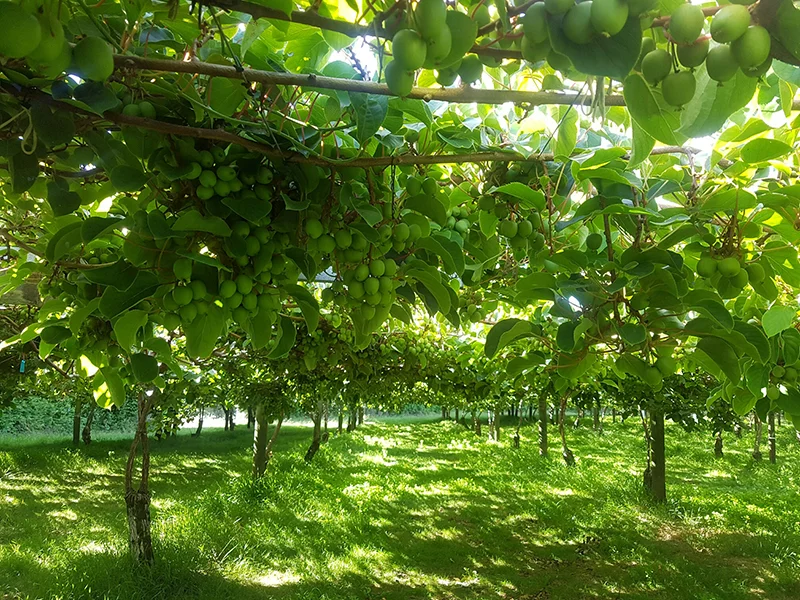 Giumarra is marketing kiwiberries grown in the Bay of Plenty. Click to download high resolution image.