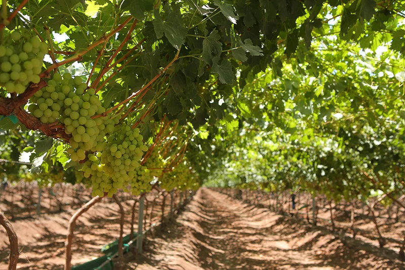 Nature's Partner Early Sweet green seedless grapes. Access high resolution image.
