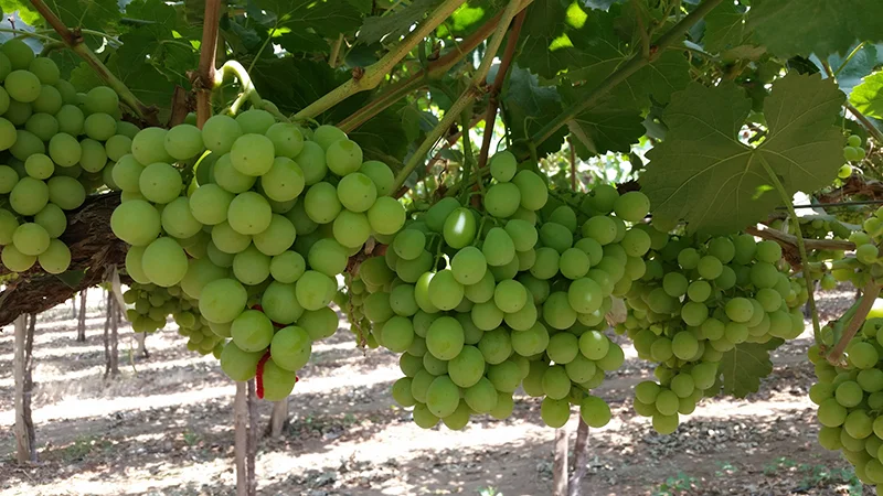 Nature's Partner Early Sweet green seedless grapes. Access high resolution image.