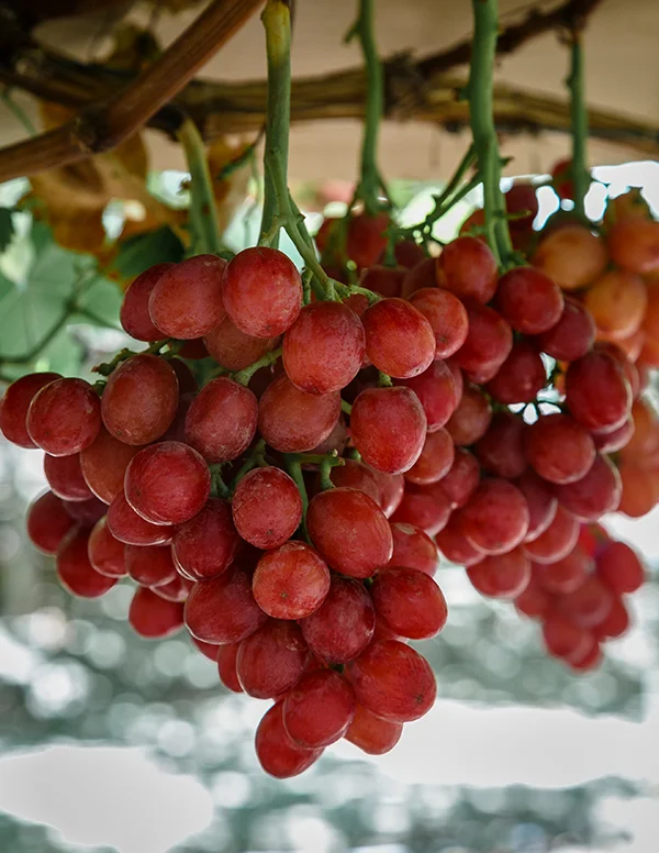 Nature's Partner Passion Fire red seedless grapes. Access high resolution image.