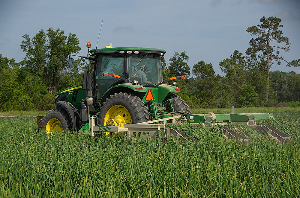 The Vidalia onion harvest at G&R Farms in Glennville, Georgia. Access high resolution image.