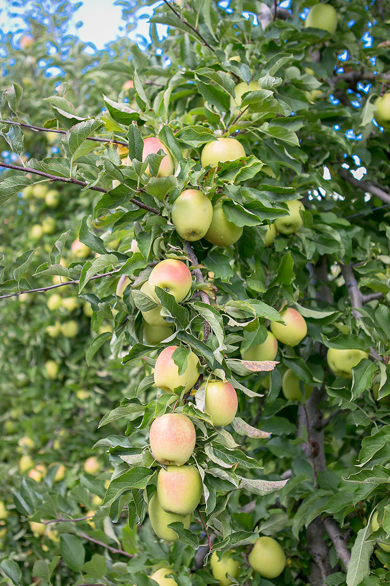 Lemonade apples. Access high resolution image.