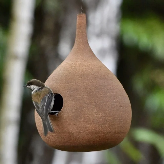 Bird Feeder Backyard.jpg