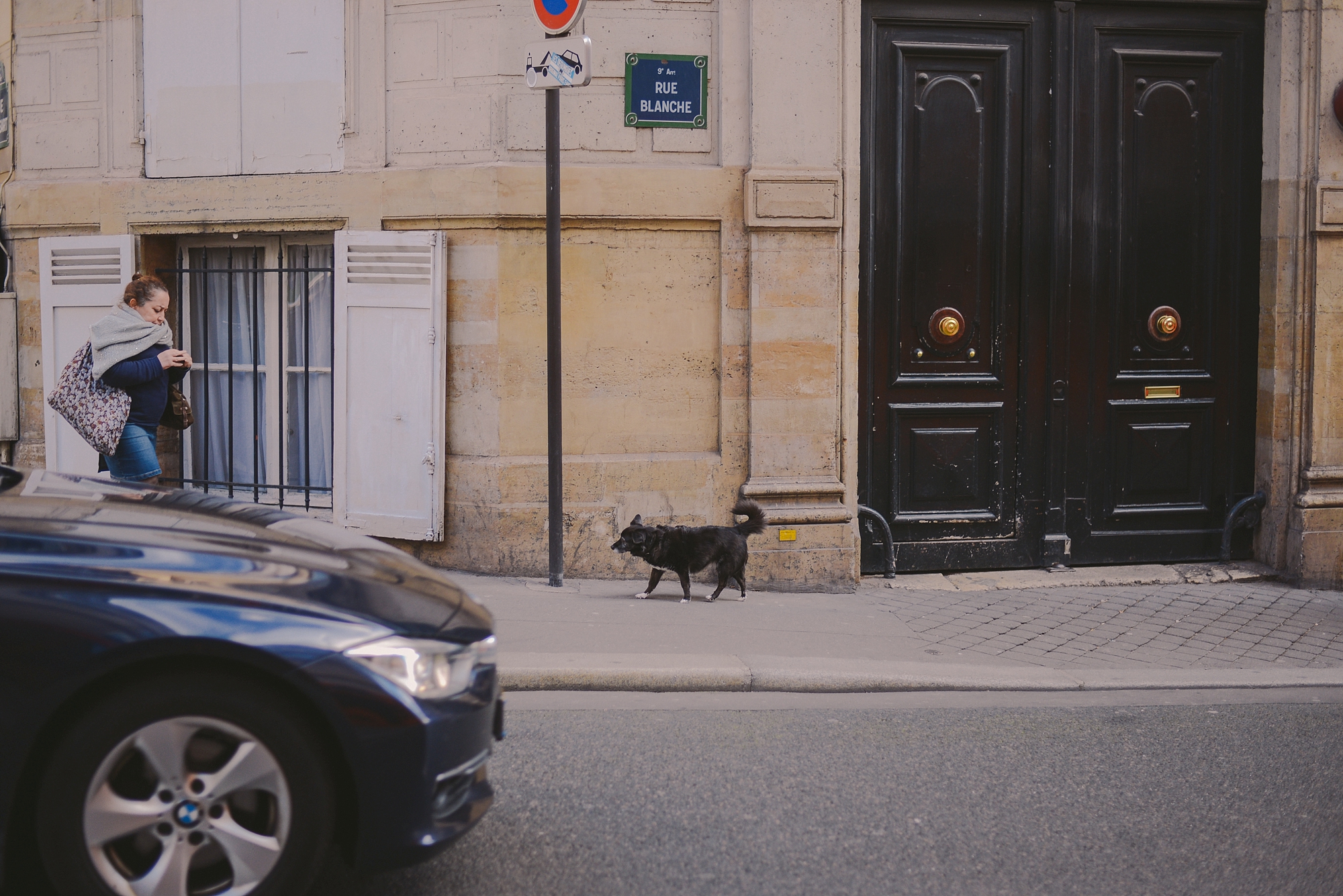 cat in a street_0003.jpg