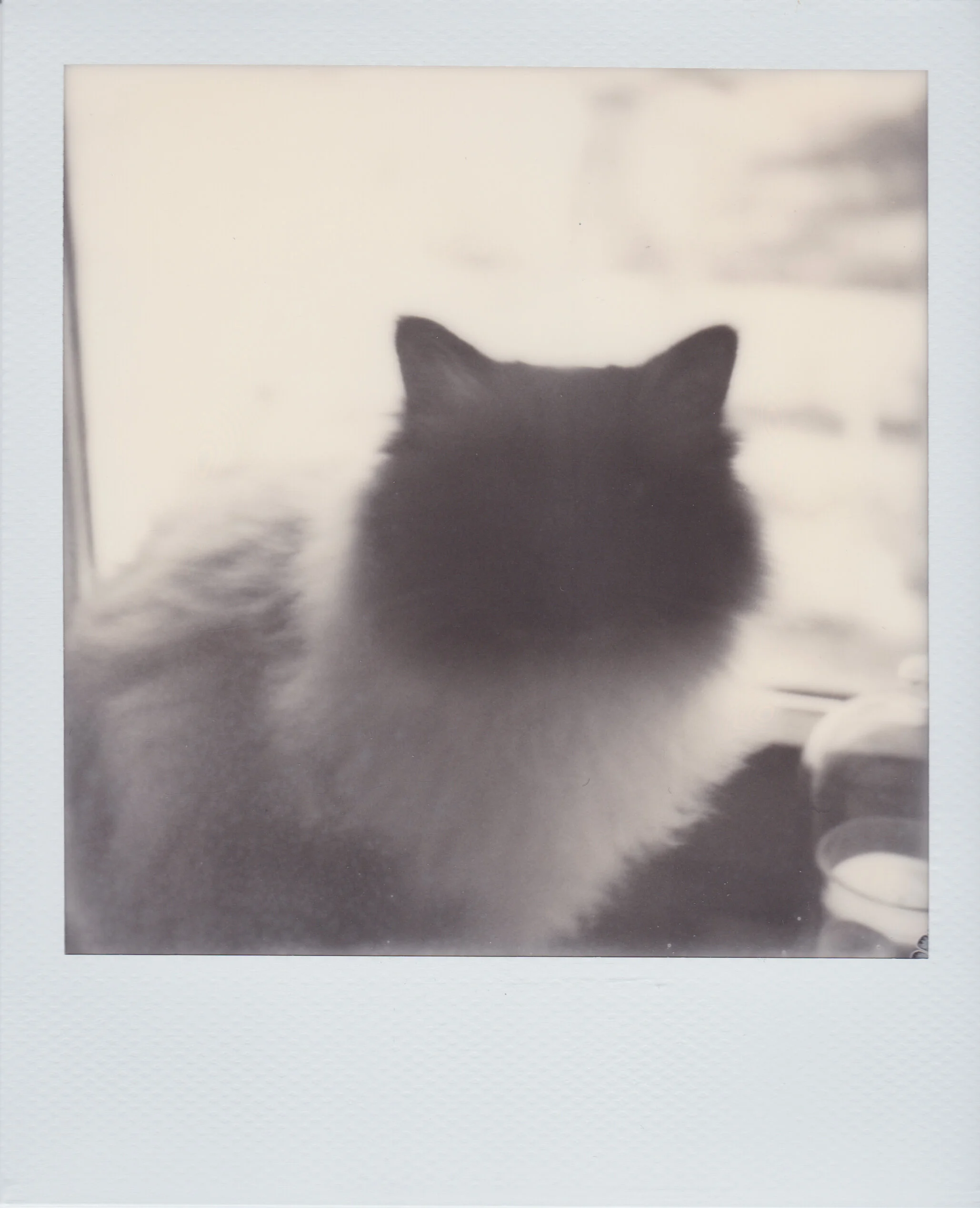 POLAROID-2.jpg