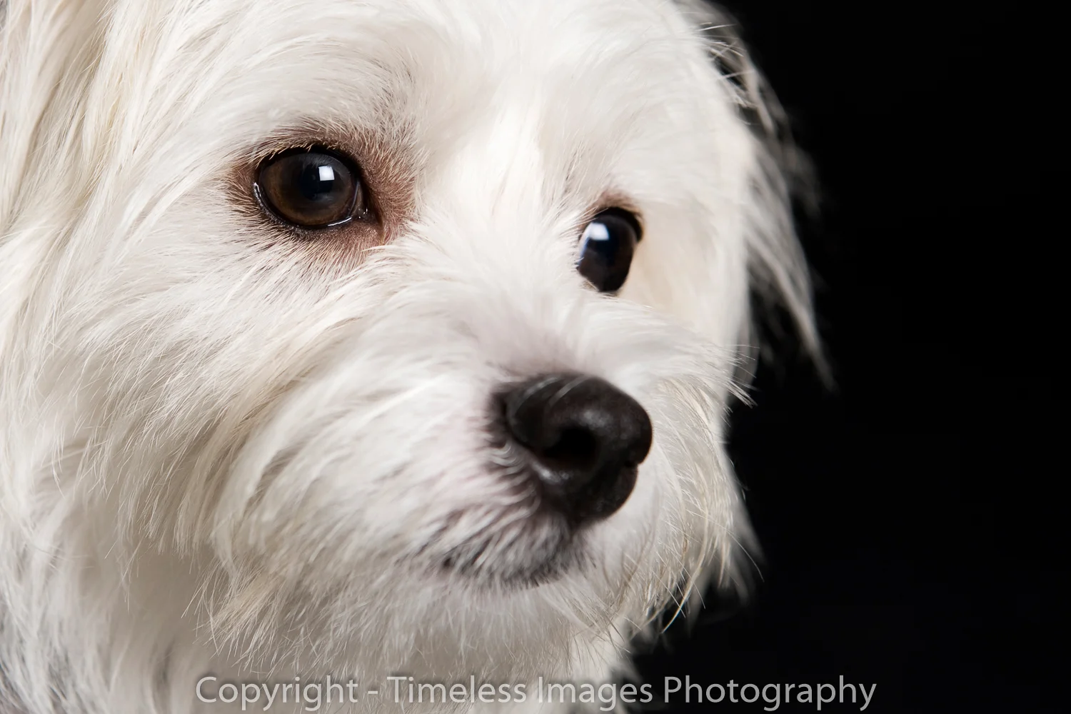 Pet Photography Portraits 01 (8).jpg