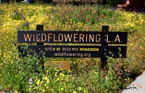 Wildflowering L.A. is a native wildflower seed sowing initiative throughout Los Angeles County by artist Fritz Haeg.