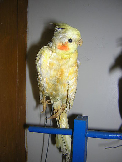cockatiel
