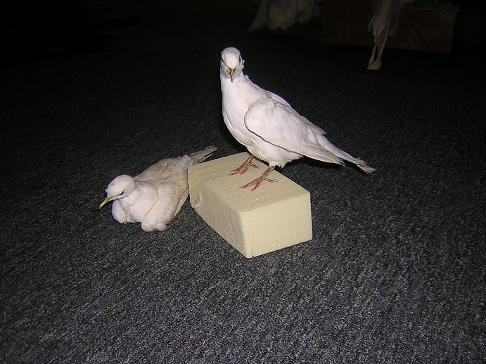Dove