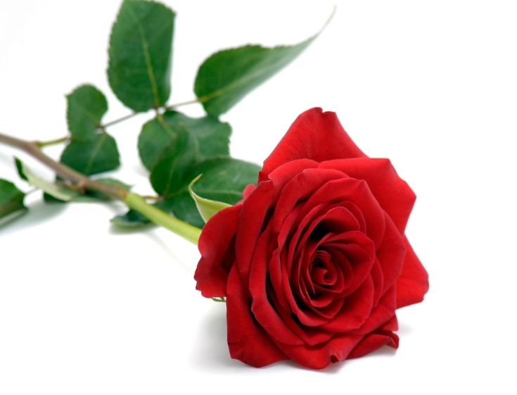 Example - Red Rose