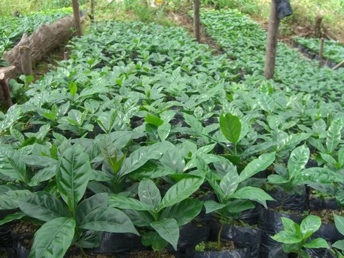 Narino Microlot 1.jpg