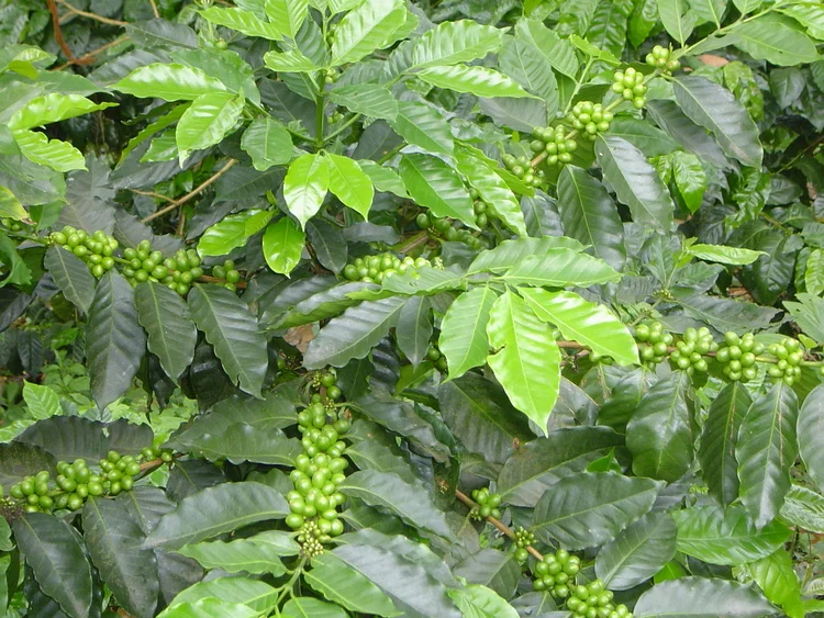 27+Cafeto+en+producción+Verde.JPG