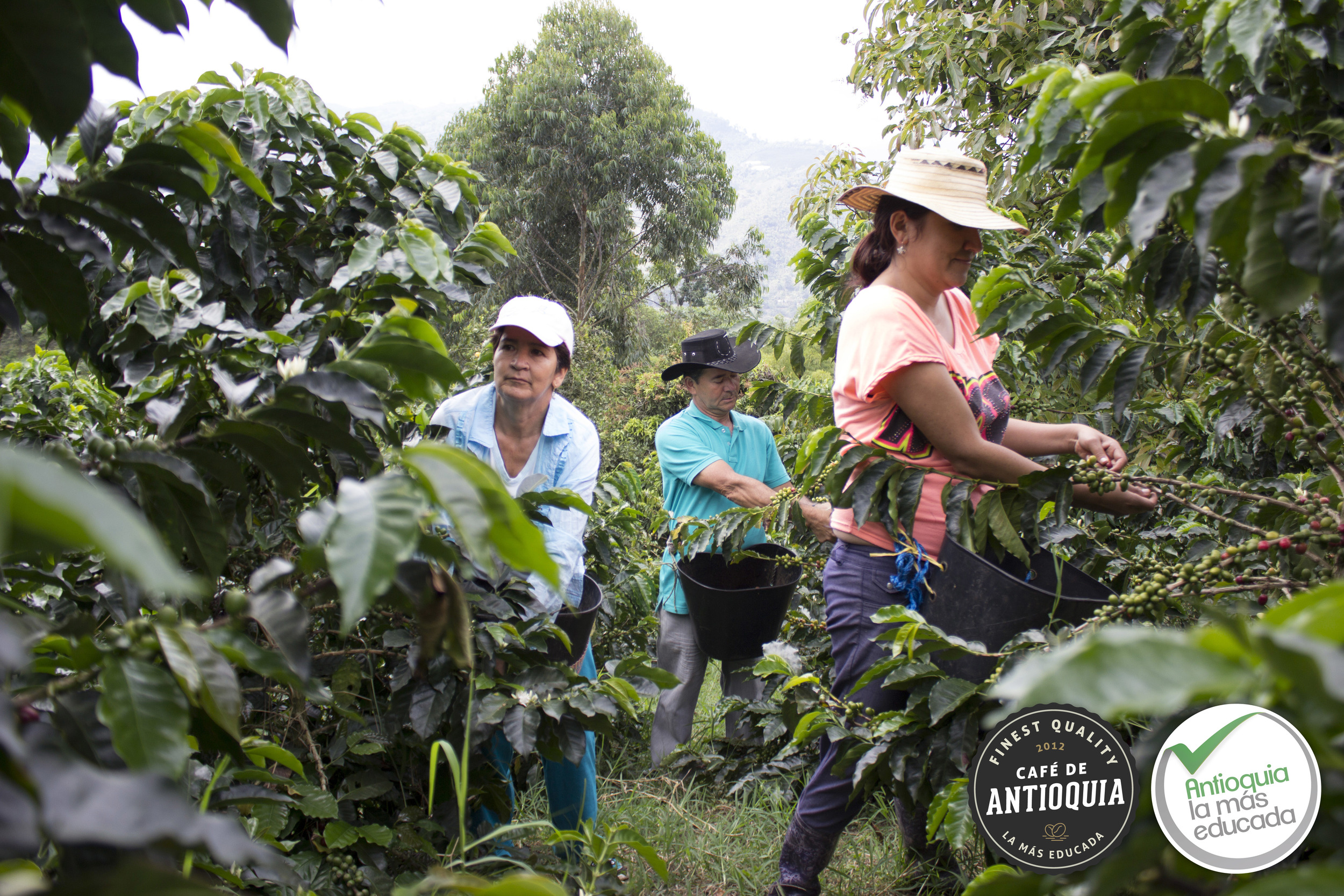 Antioquia Microlot Finca El Manatial 2.JPG