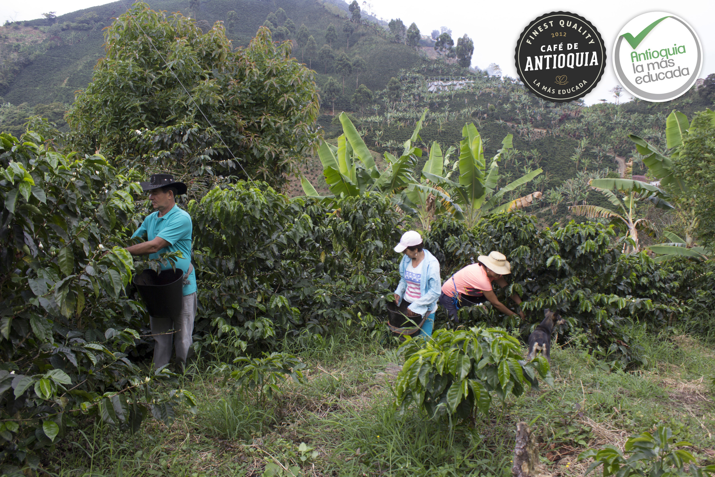 Antioquia Microlot Finca El Manatial1.JPG