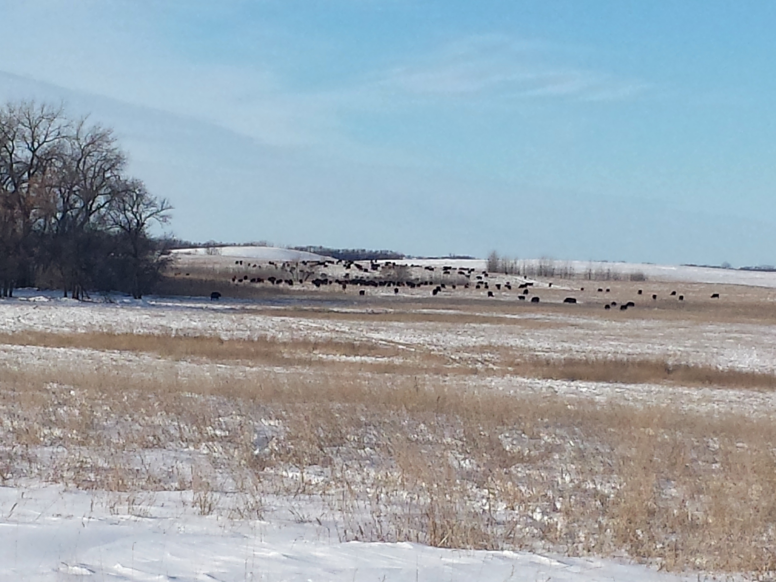 WINTER GRAZING 2013