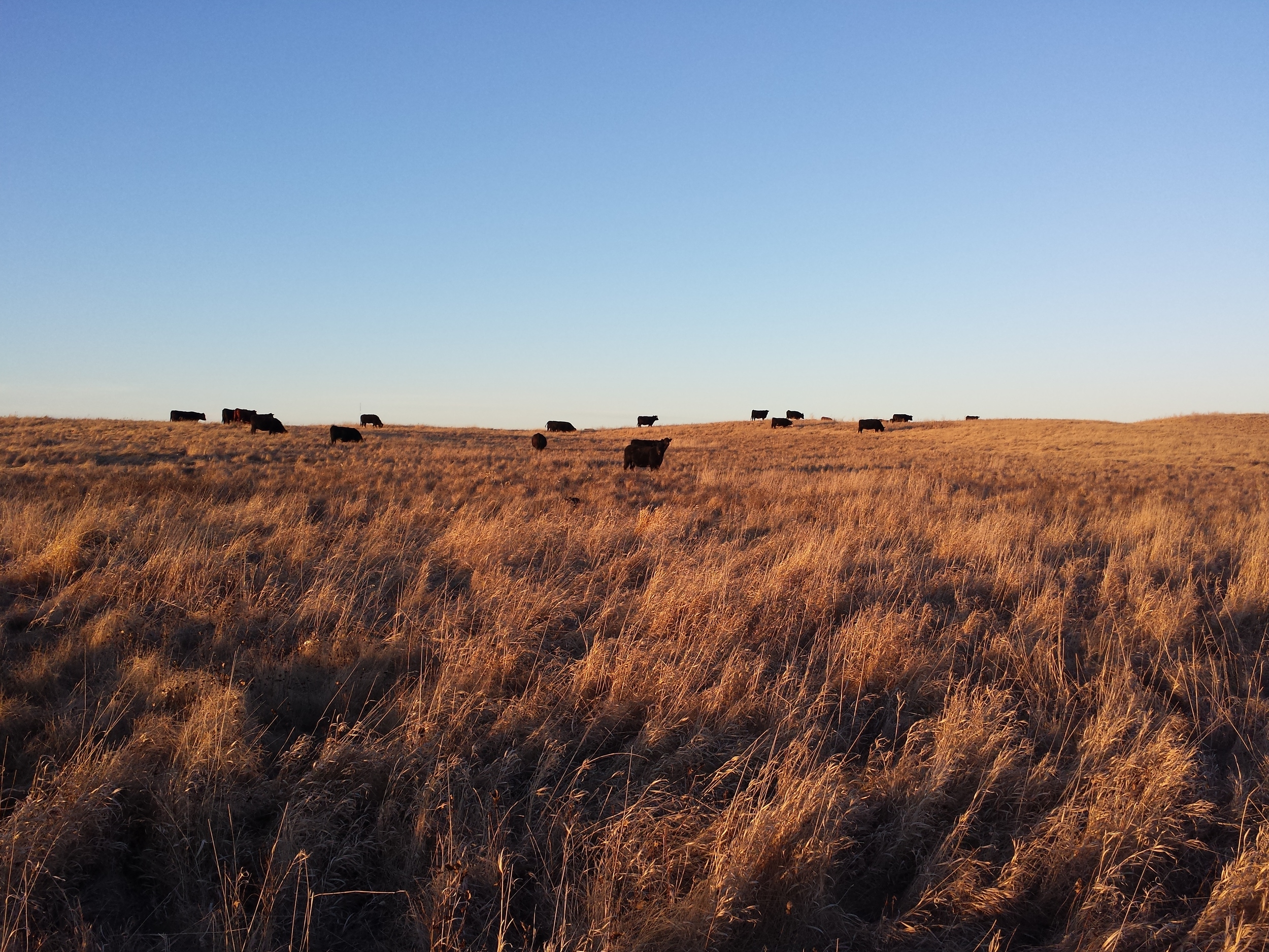 A NICE DAY FOR WINER GRAZING