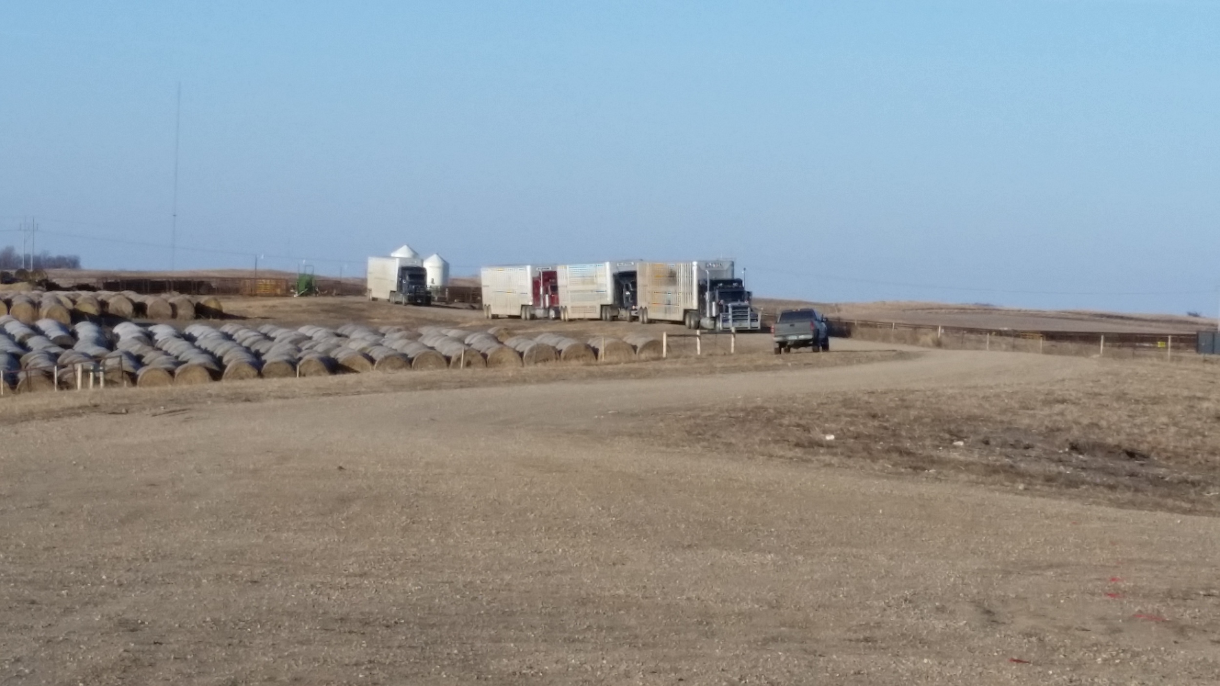 HAULING COWS TO SPRING PASTURE APRIL 2015