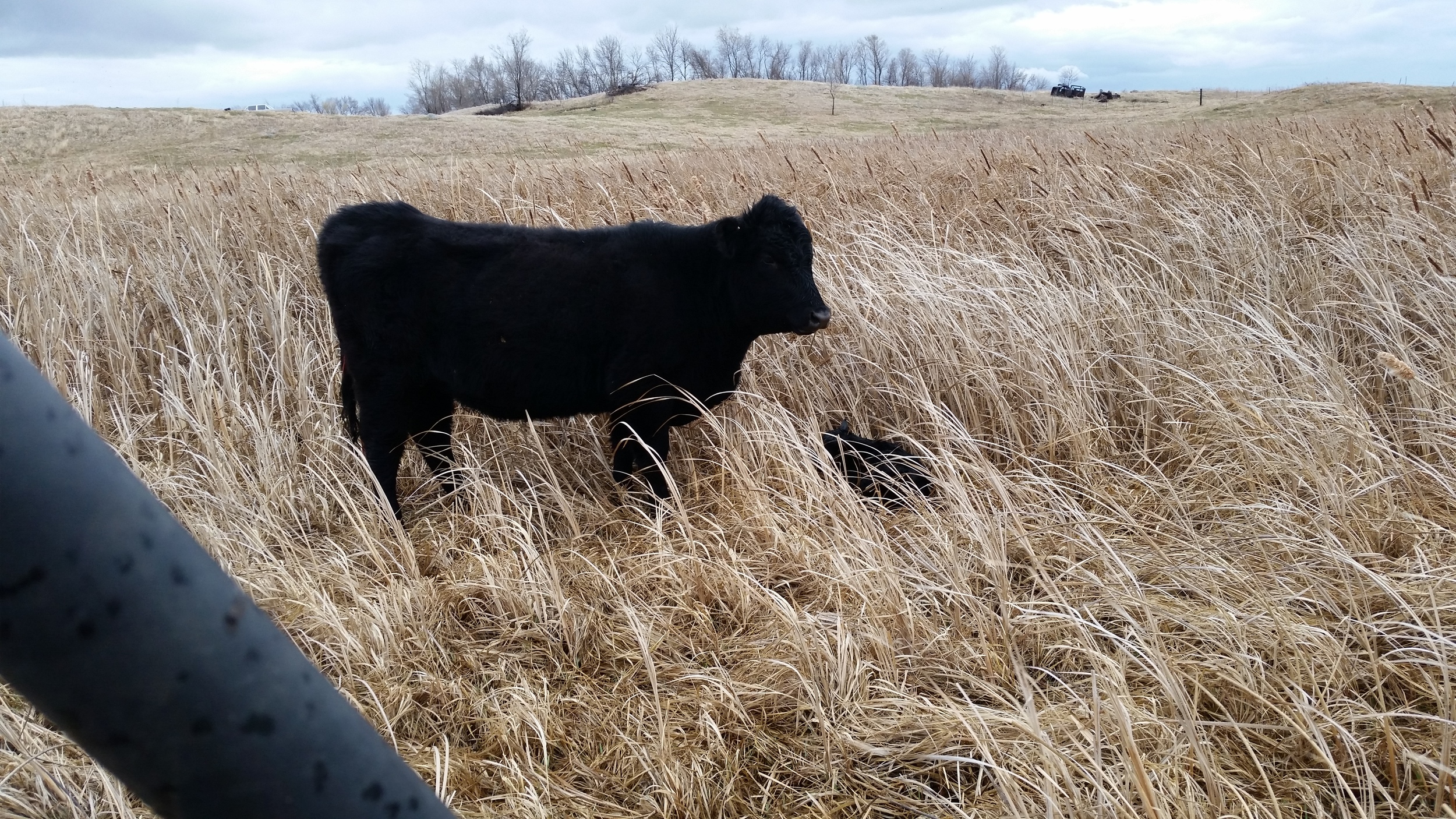 THIS LITTLE HEIFER FOUND A GOOD SPOT TO HAVE HER BABY