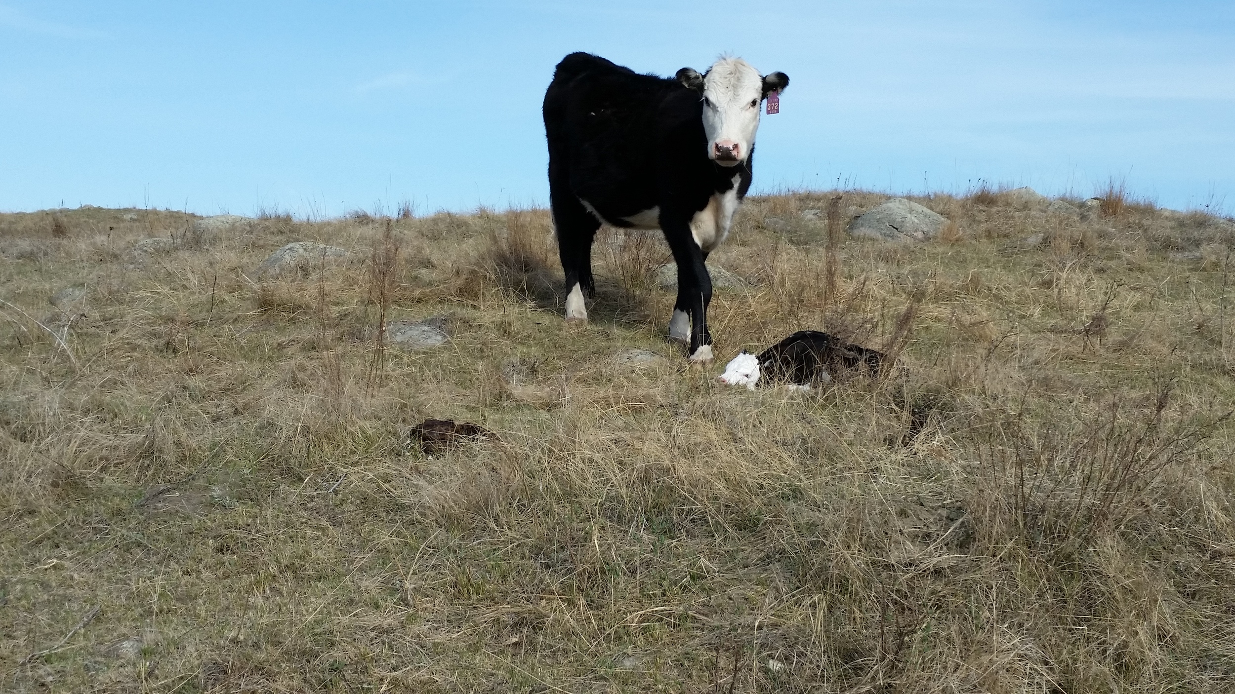 FIRST CALF OF 2015