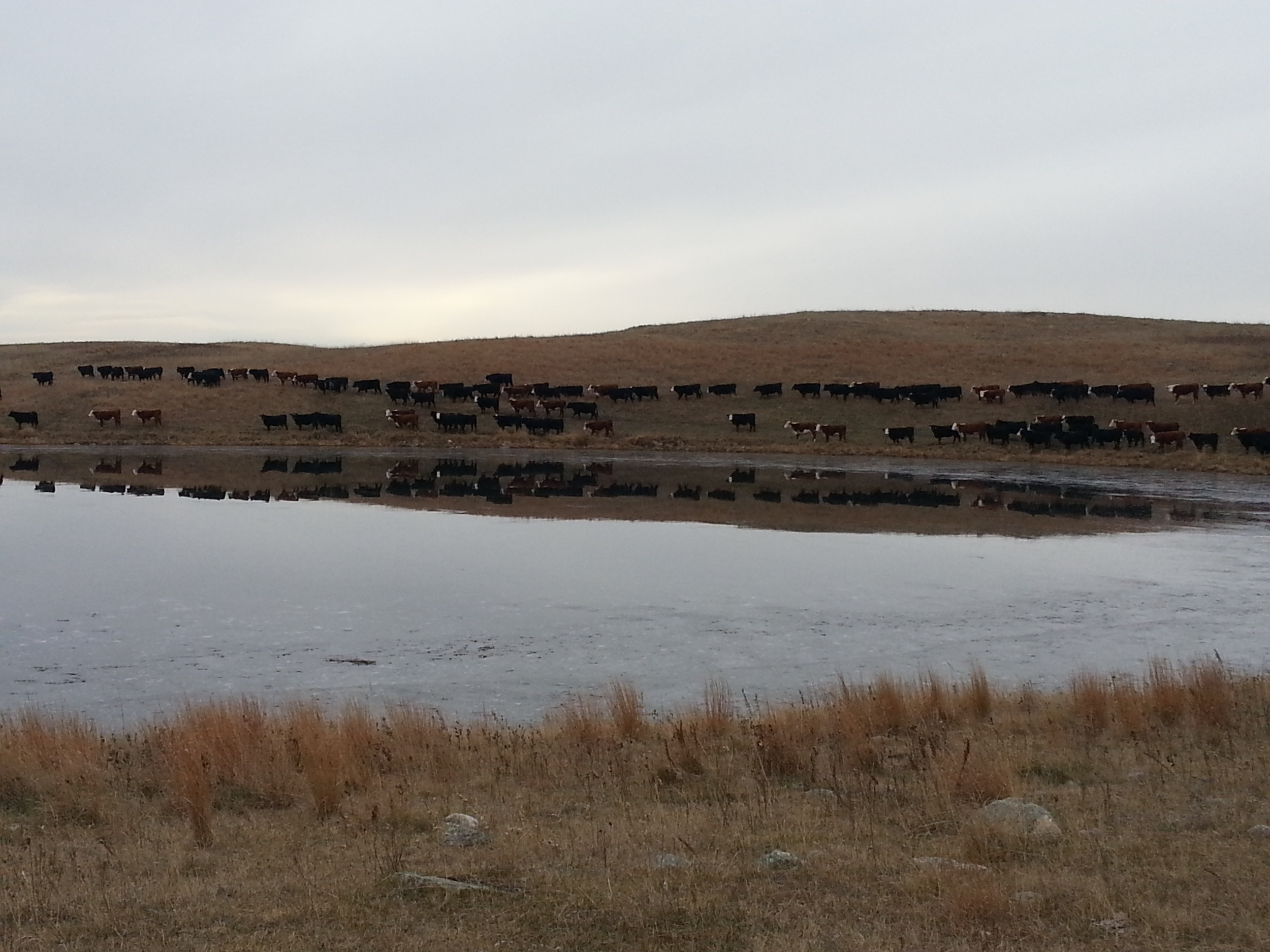 REPLACEMENT HEIFERS COMING OFF FALL PASTURE