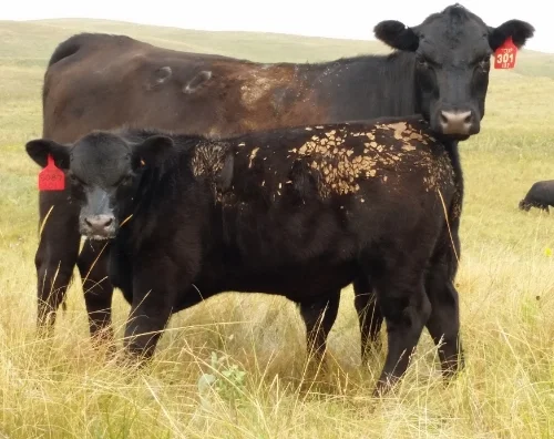 This 1st calf Heifer is a TCUP daughter from the REKNOWN family. Her bull calf at side is pictured at 3 months old!