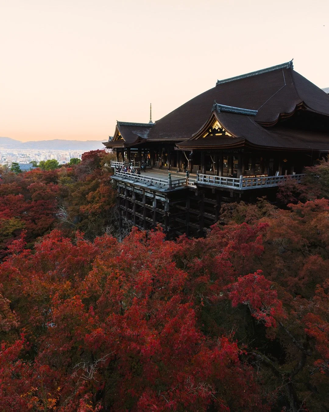 Fall Colors in Japan 🍁🍂 Timing was key catching all the leaves change colors

#japan #tokyo #osaka #kyoto #mtfujj #fall #fallcolors