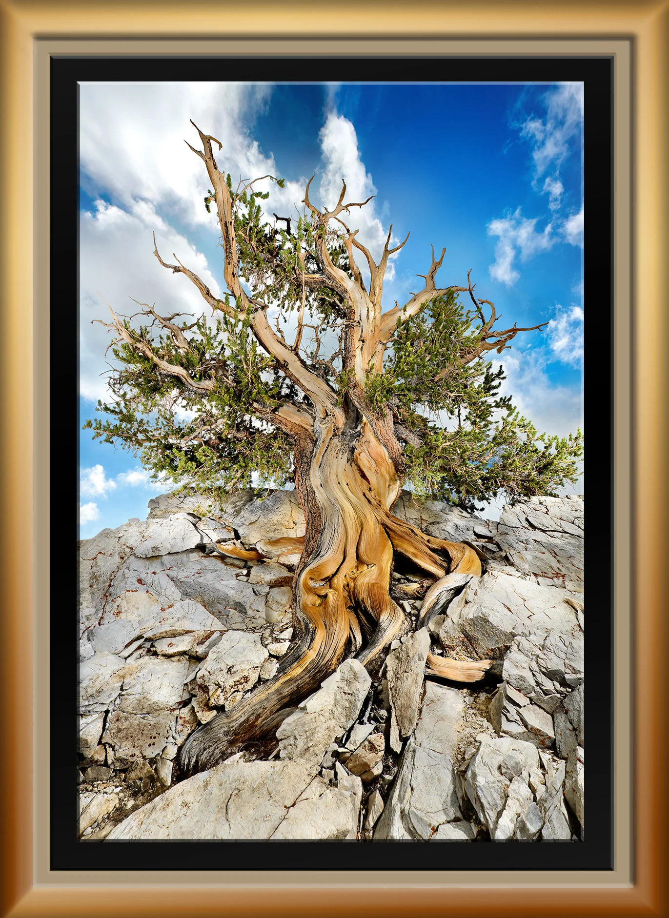 Aeon The Forever Trees Primo