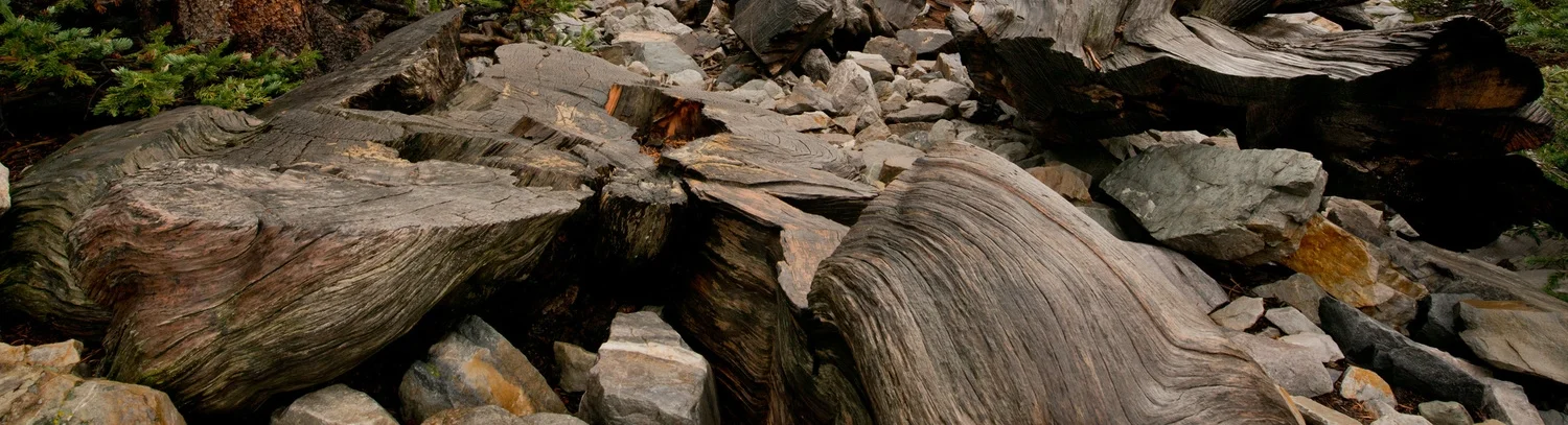  Trunk remains of the Prometheus tree&nbsp; 