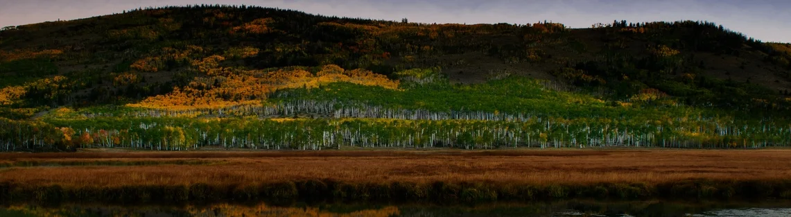 The Pando Tree ( Populus Tremloides) Fishlake UT