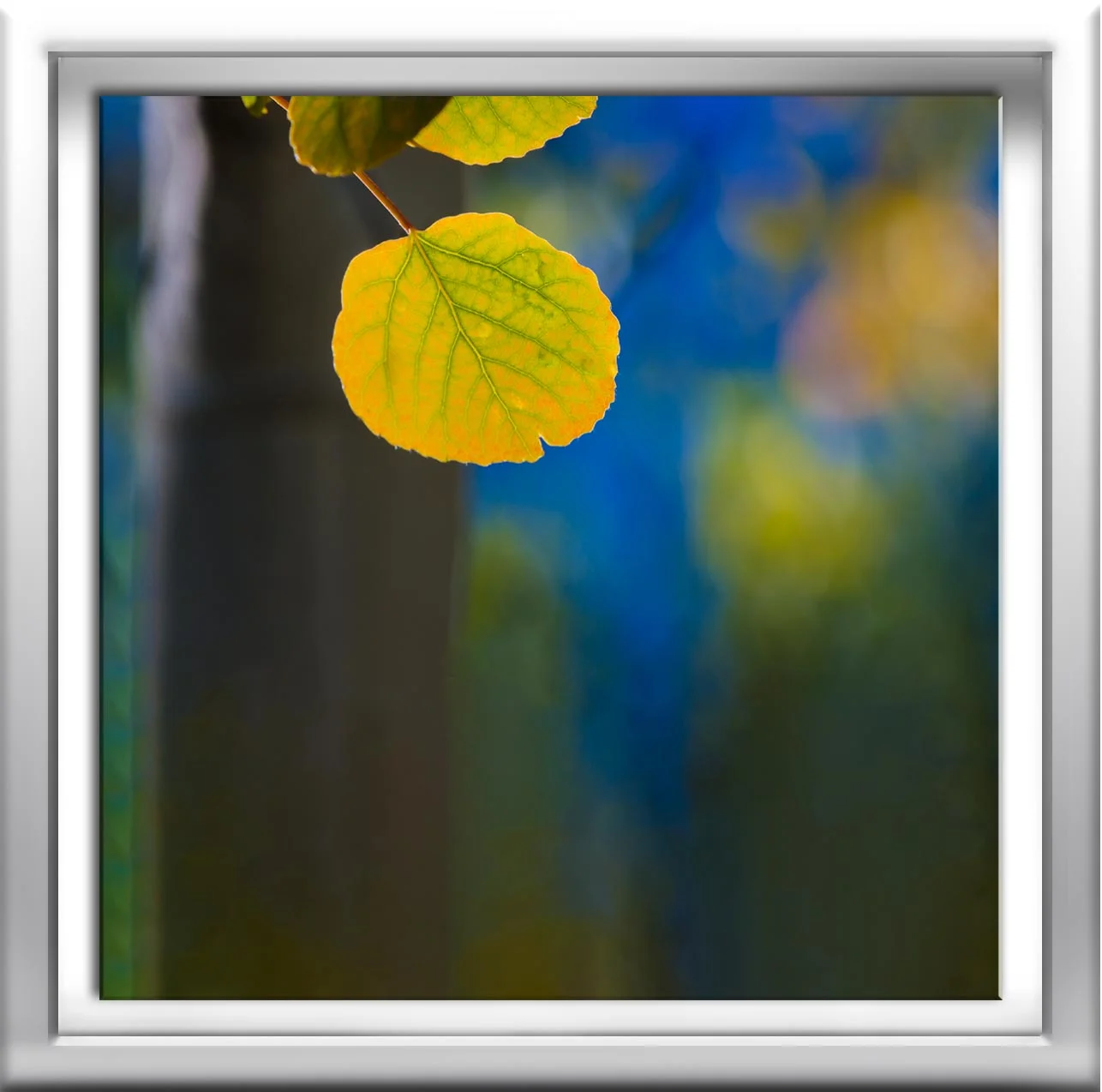TRANSITION