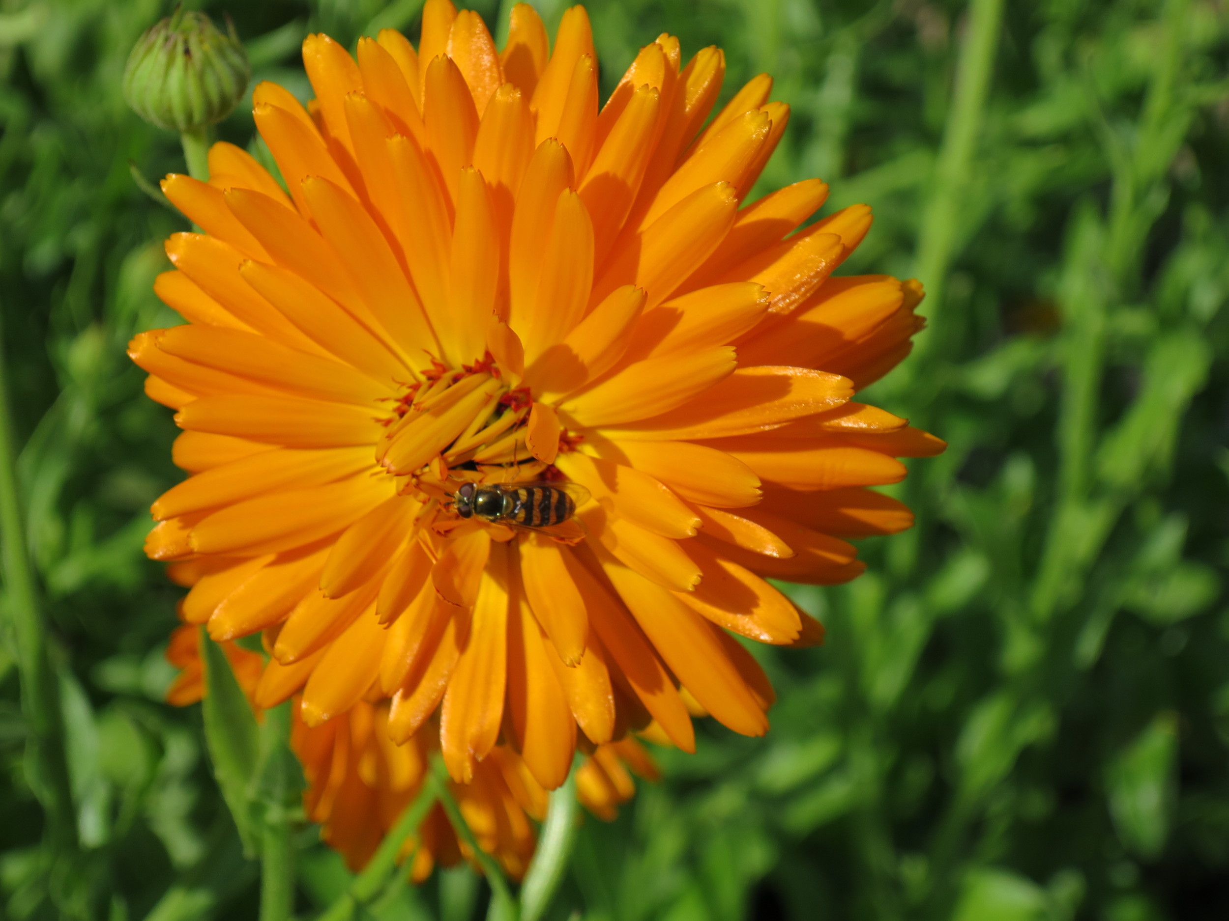 Easy Calendula Oil Recipe (and why I love this herb!) — Jessica E. Paige