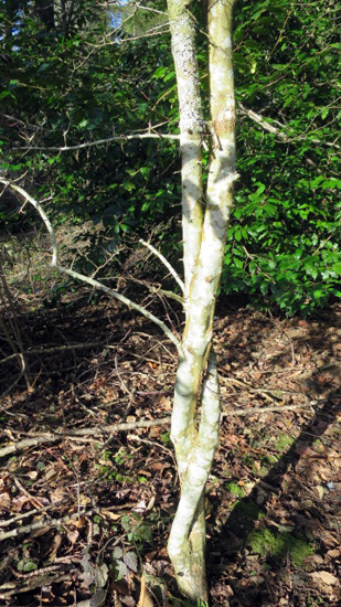 The Braided Hawthorn