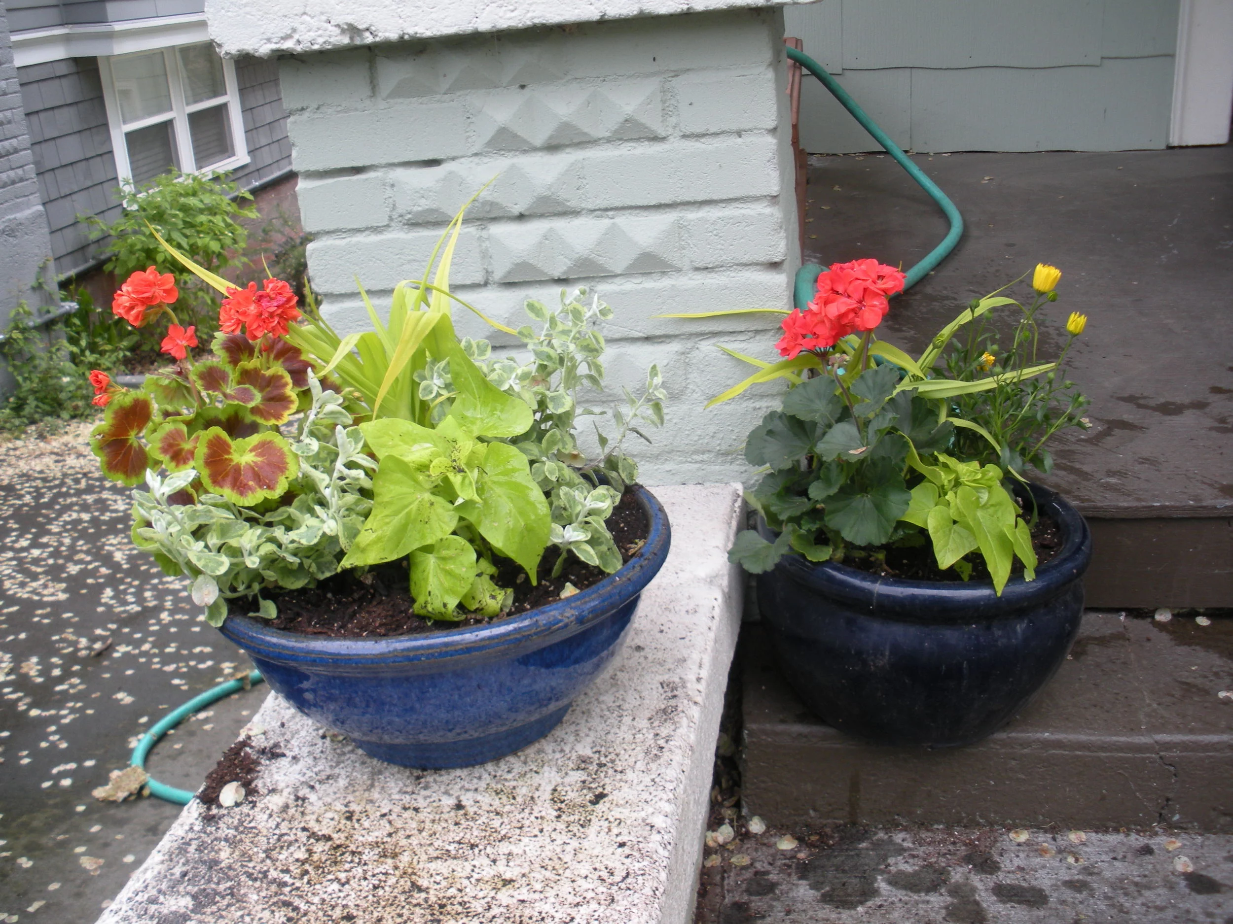 These pots include scented geraniums, african daisies, licorice plant, sweet potato plant and a variety of spiderwort called sweet kate