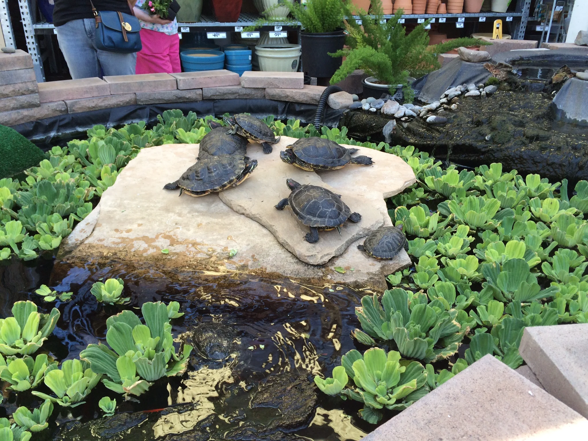 Tons of turtles! Just hanging out in the Garden Center of a Home Depot