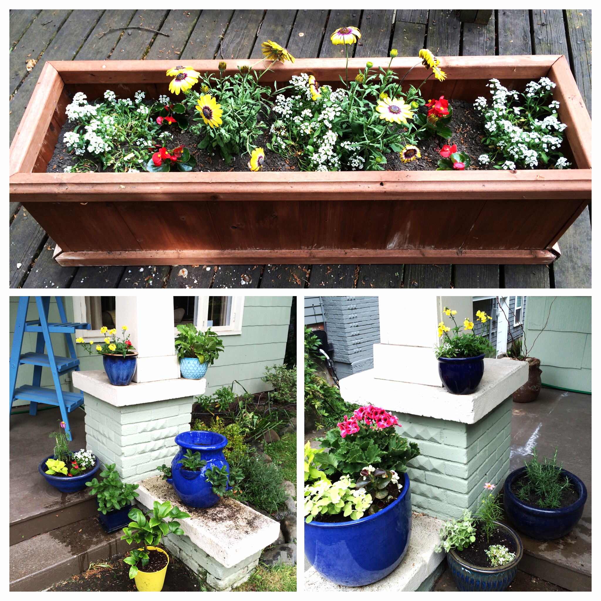 This year's seasonal flower pots! With some mint and rosemary thrown in for good measure.