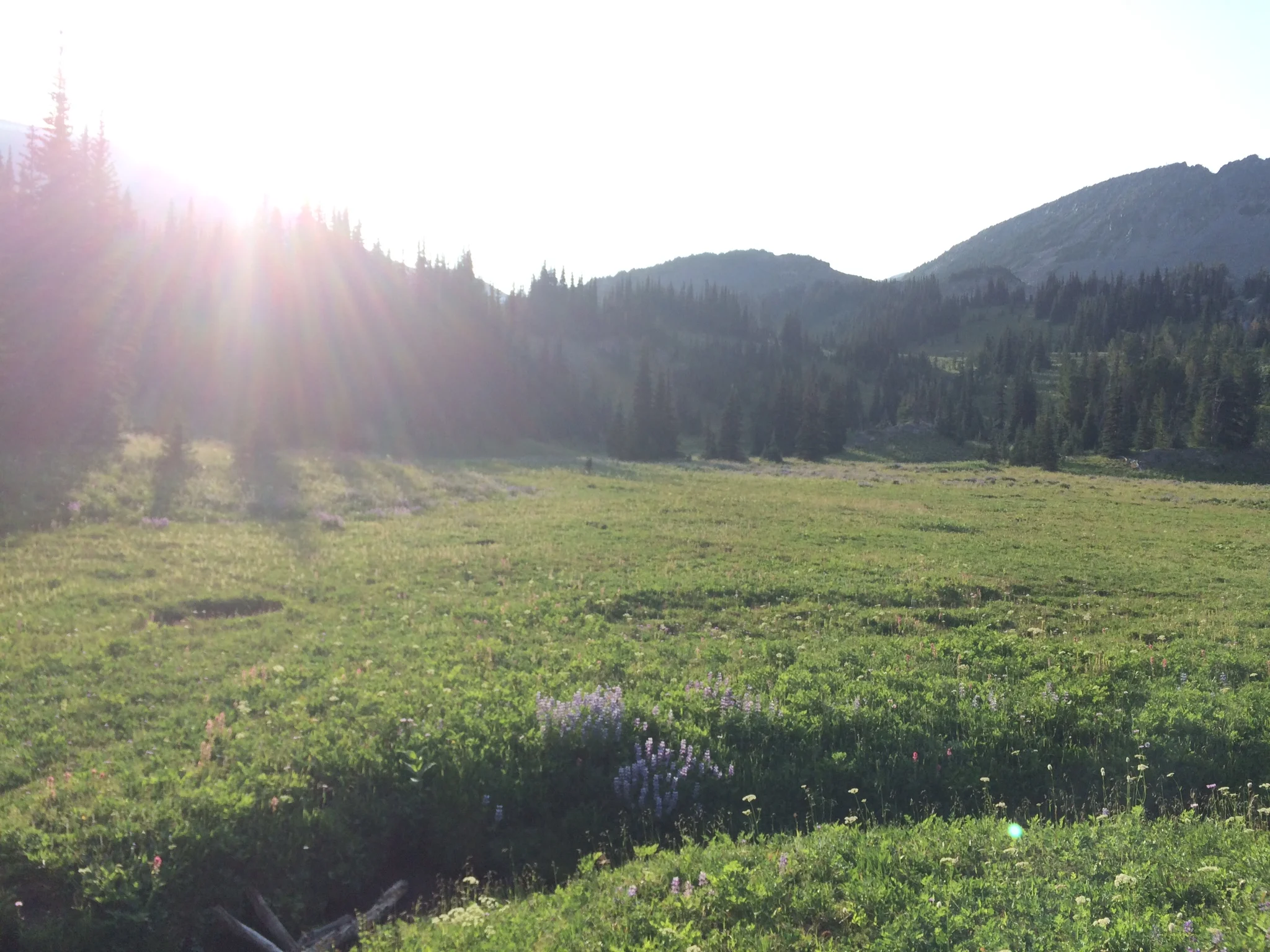 Alpine meadow between Sourdough Ridge and Frozen Lake