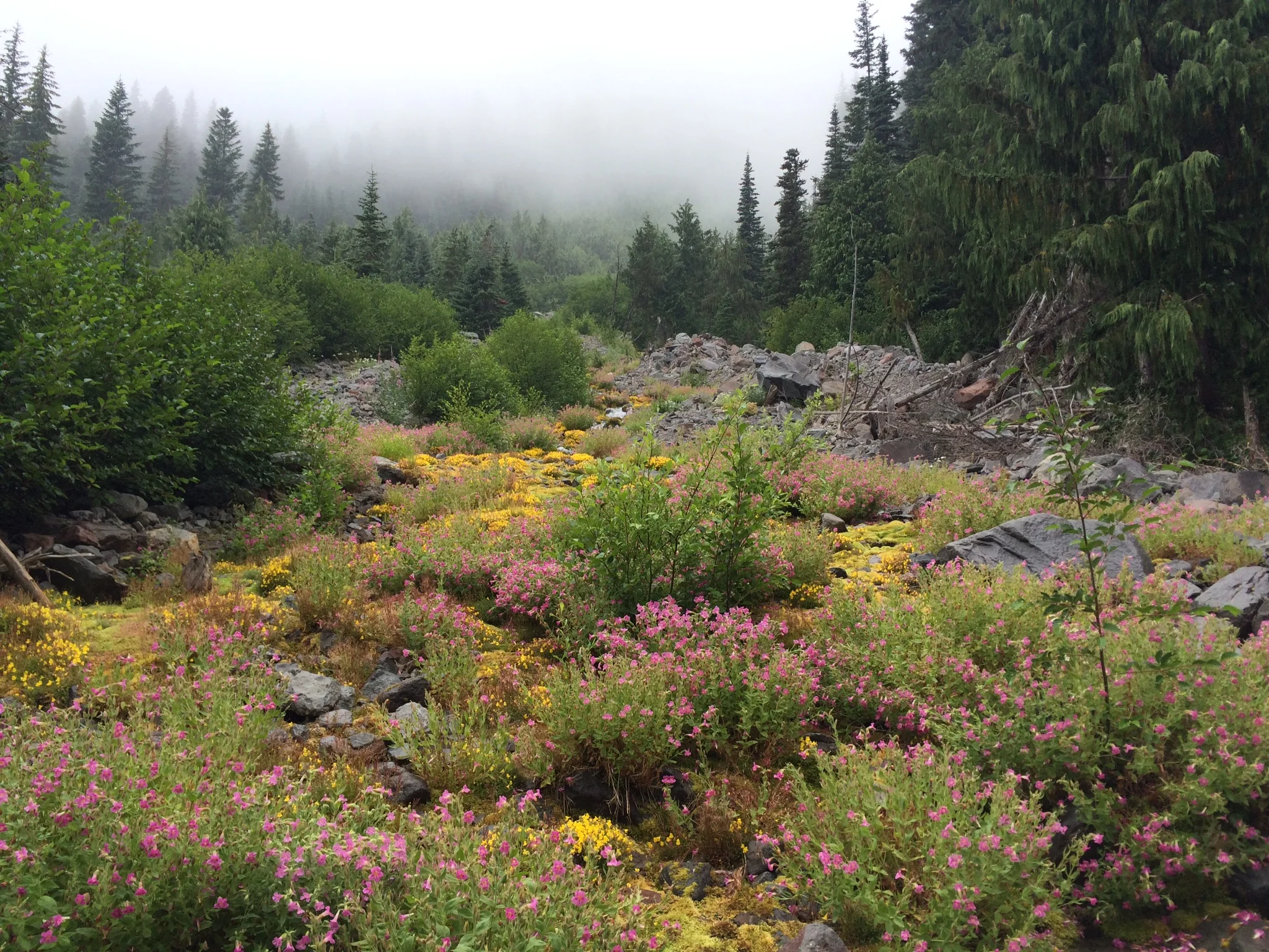Alpine Meadow along the Glacier Basin trail
