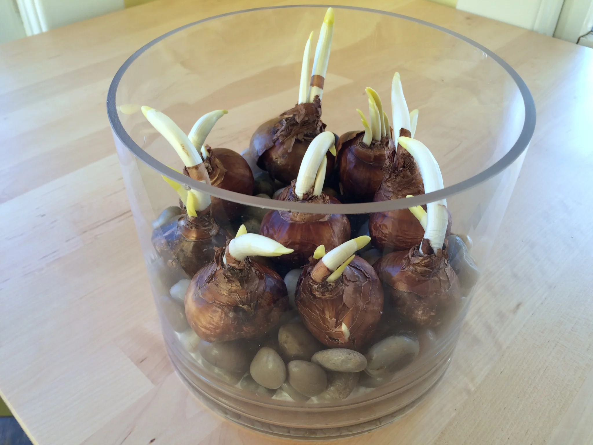 These babies are hardy-- they'd already started to sprout even sitting in my cupboard for the last several weeks