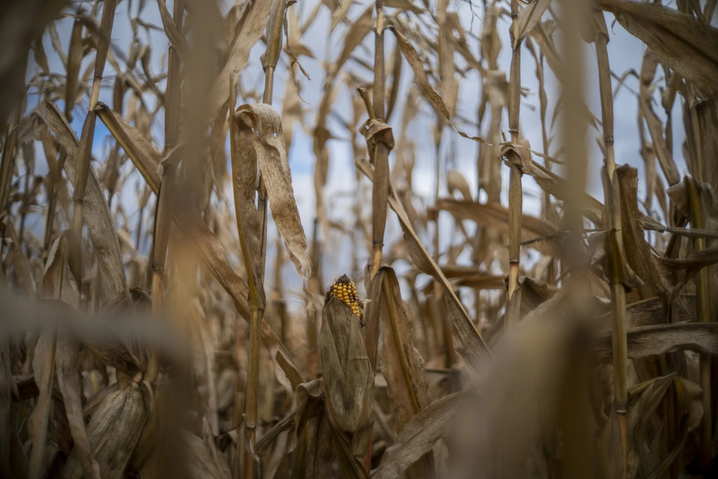 21_11_USNY_Champlain_Corn.jpg