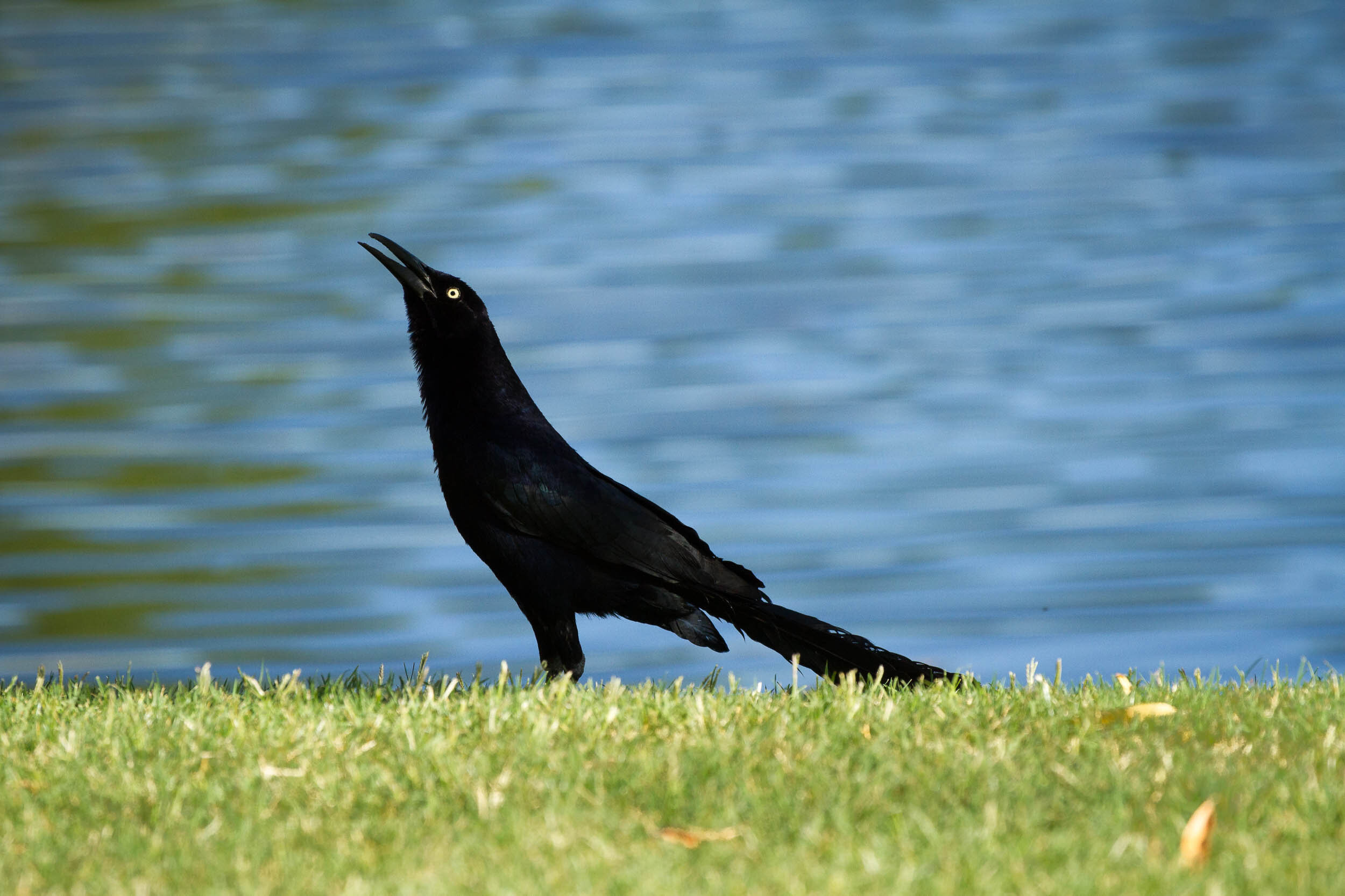 great tailed grackle.jpg