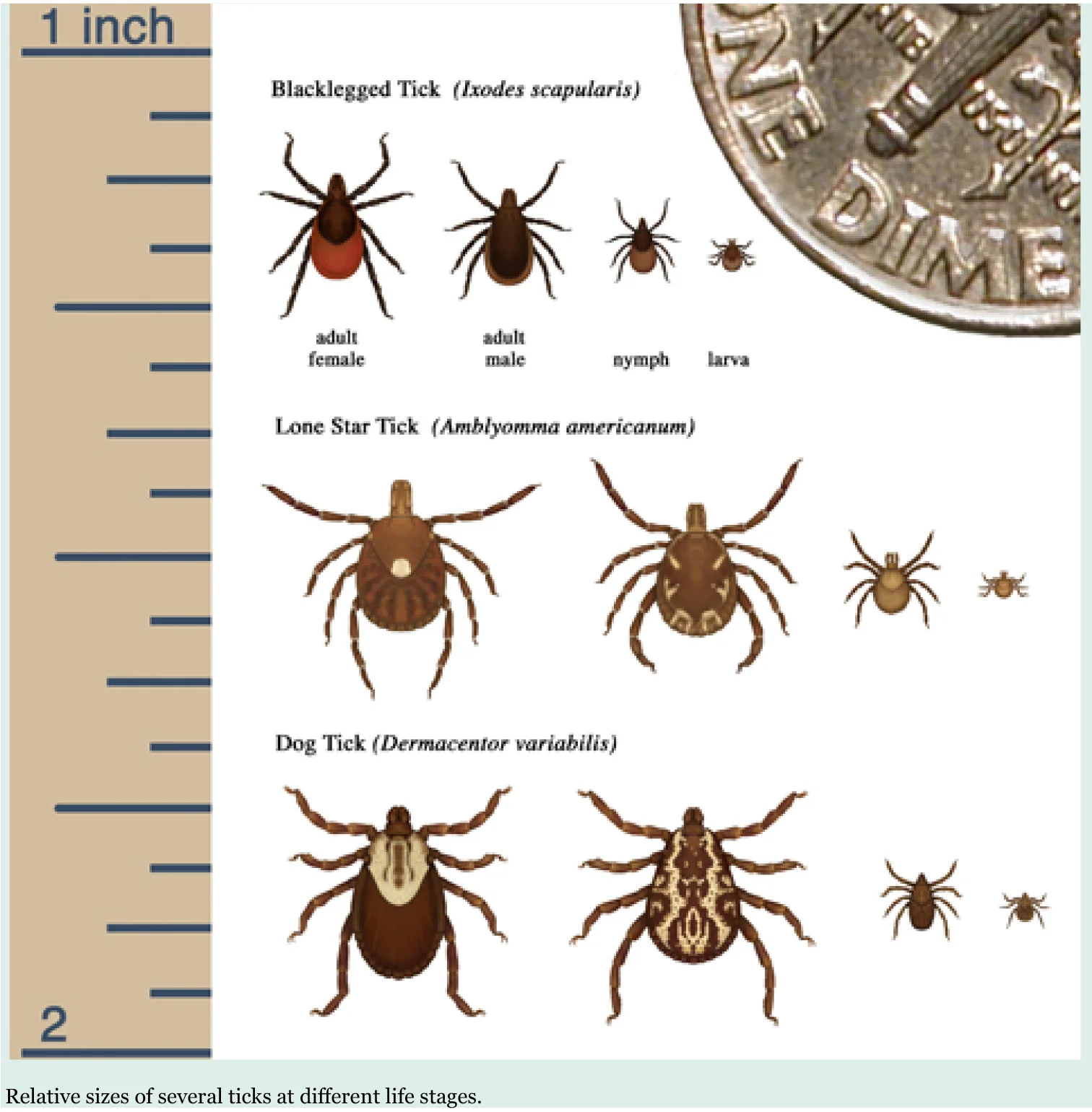 Tick graphic.jpg