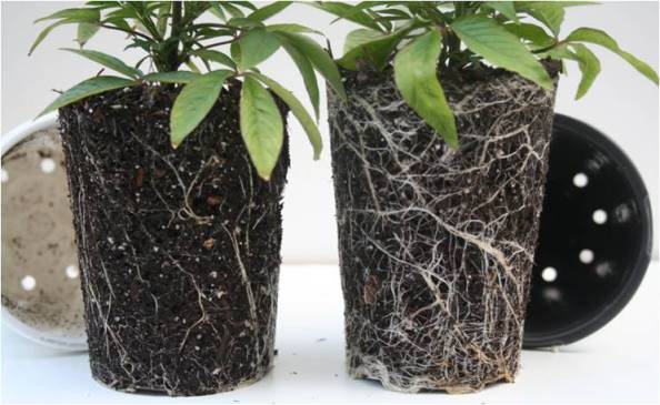 Photo Courtesy of: GrowerTalks Magazine