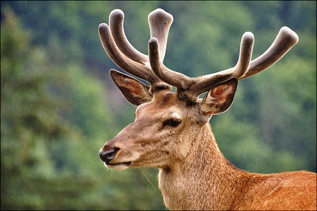 deer in velvet.jpg