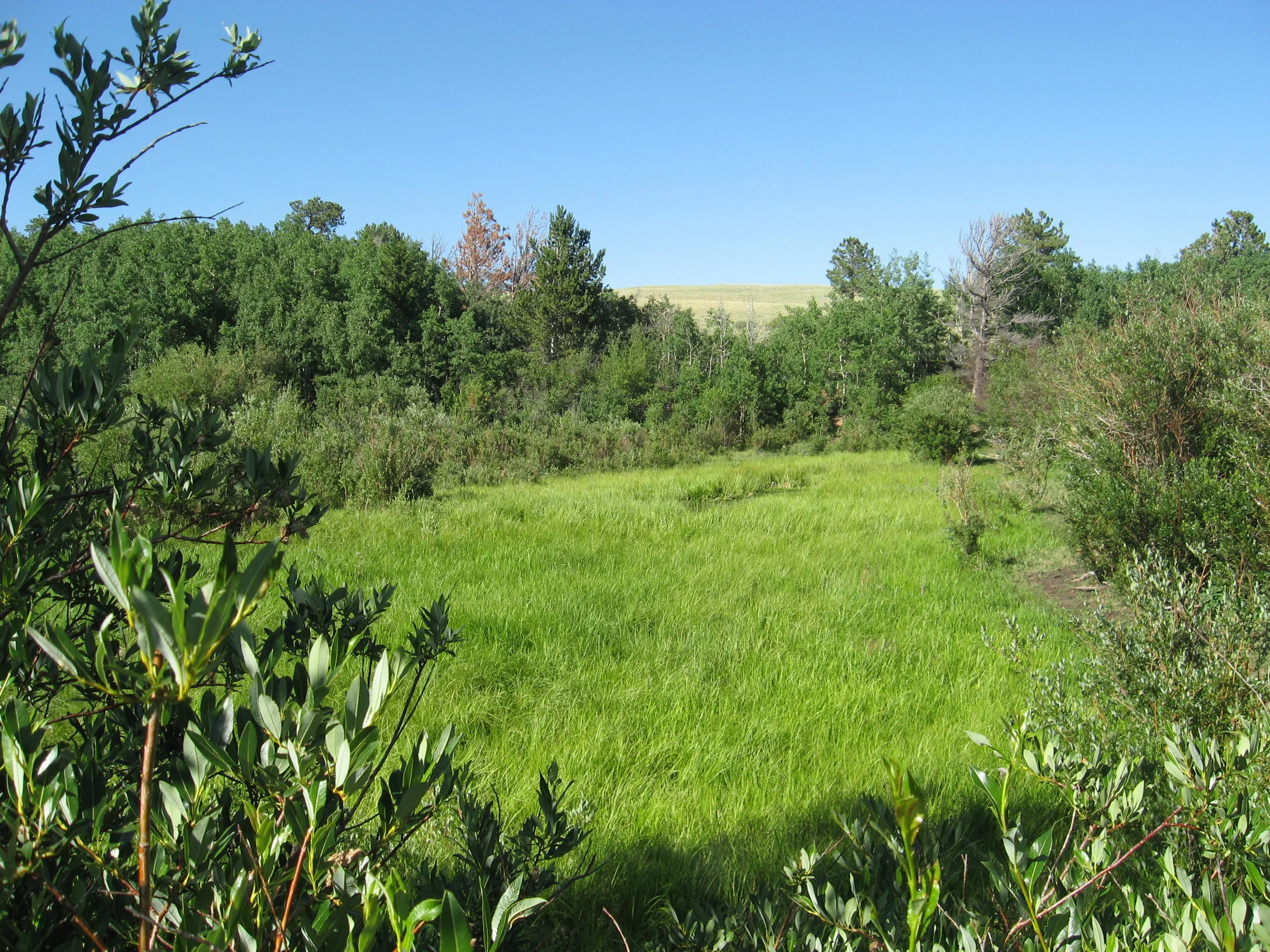 Nature as the Blueprint for Better Designs of Intentional Landscapes