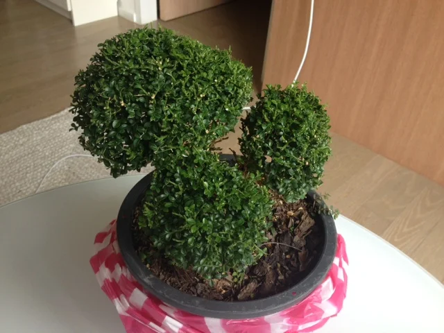 An awesome little Bonzai tree that we found a Chatuchak