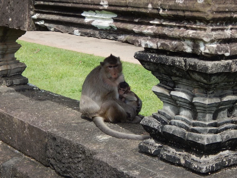 Humans aren't the only denizens of Angkor Wat. These little guys are just now making a comeback after local near-extinction during famine-driven hunting under the Khmer Rouge.
