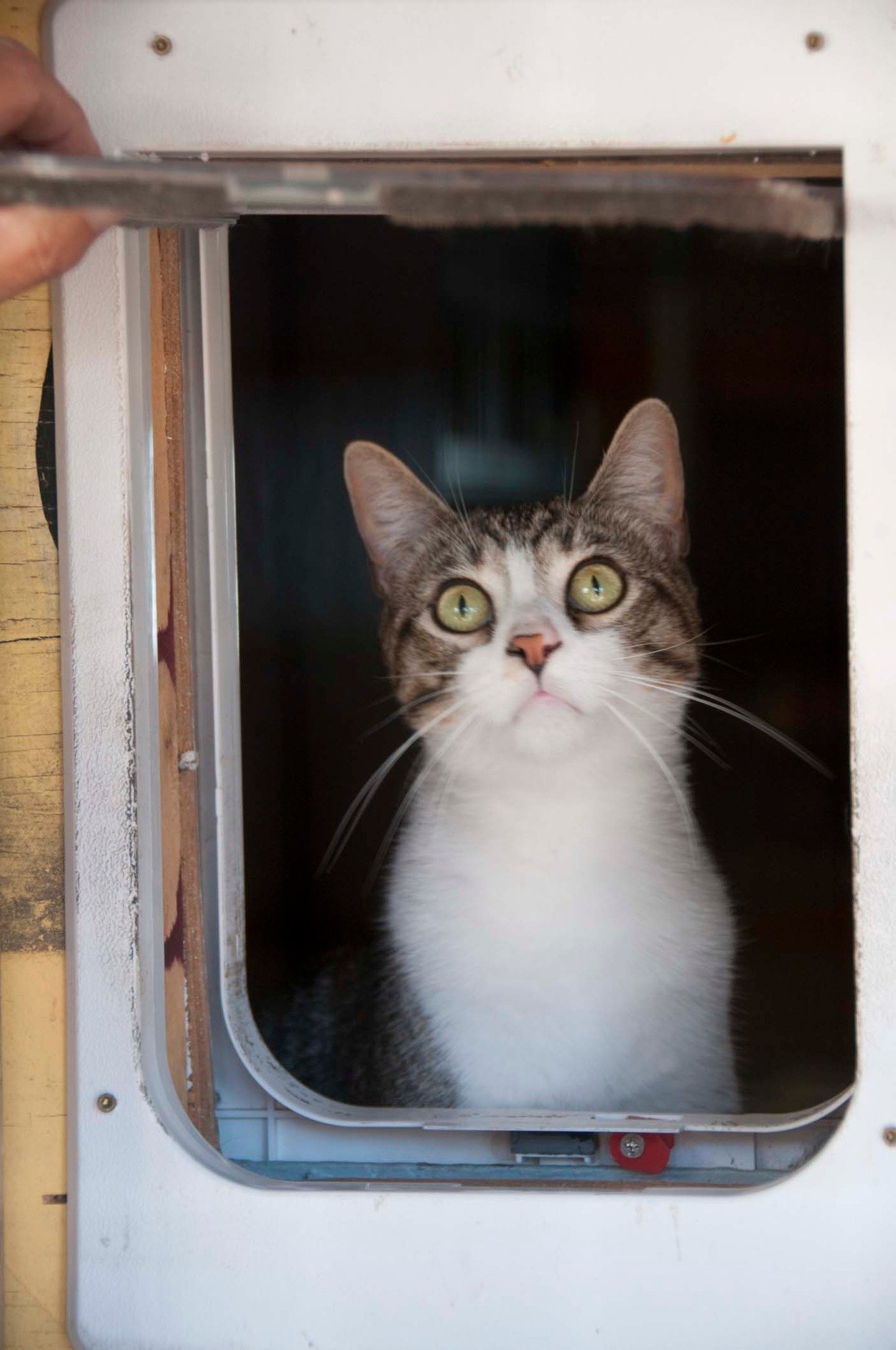 Kitten cat door.jpg