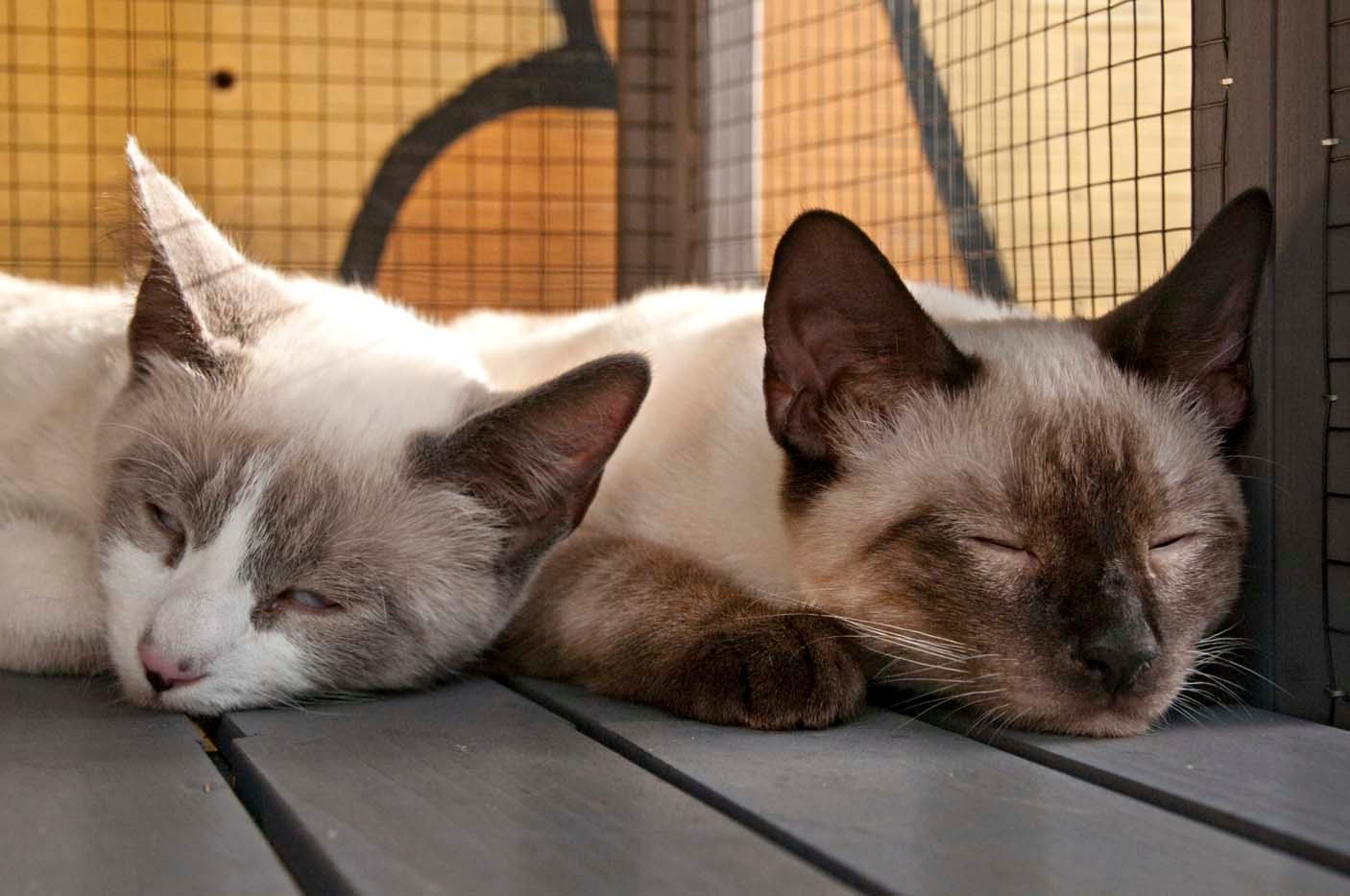 Kitten siamese brothers.jpg